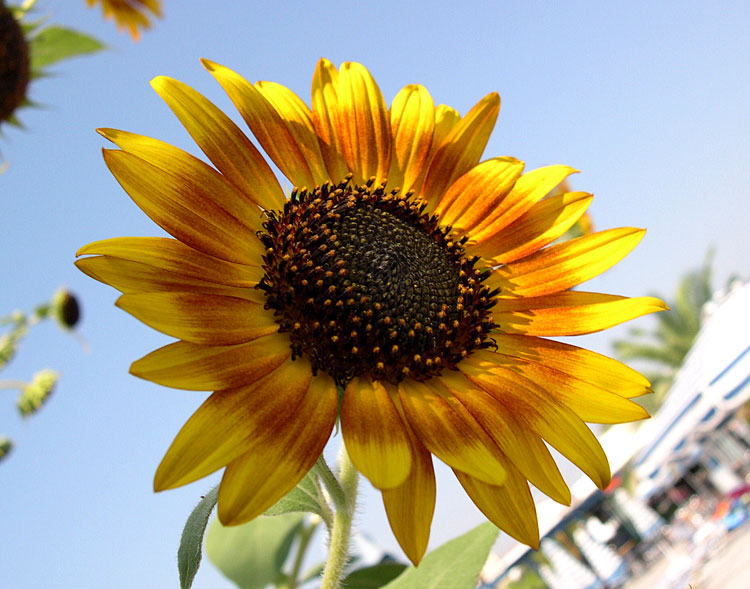 photo "collecting sunshine =)" tags: nature, flowers