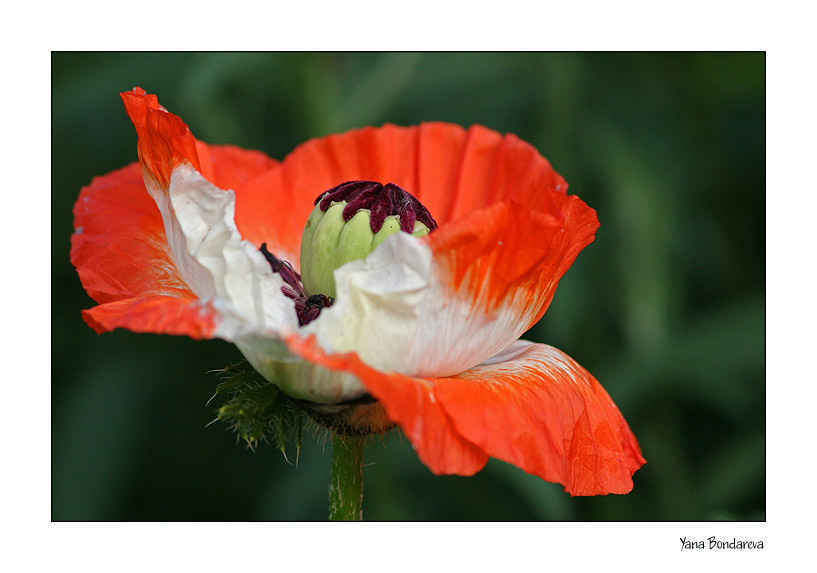 photo "***" tags: nature, macro and close-up, flowers