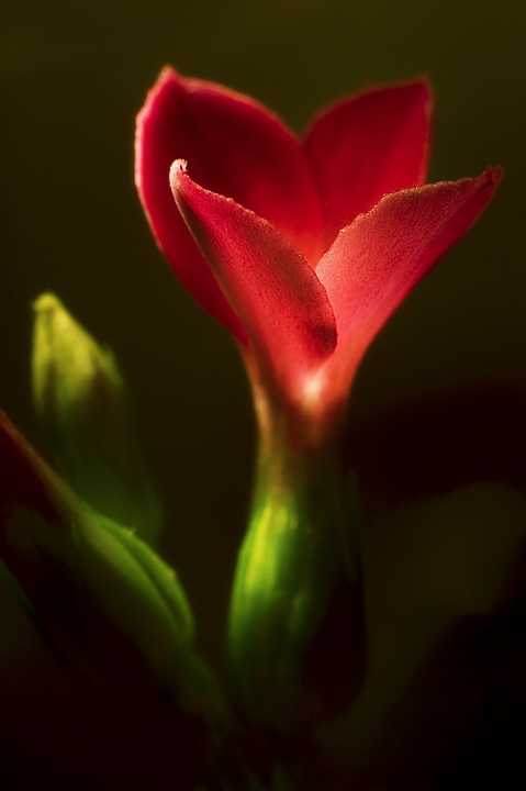 photo "The Flower" tags: macro and close-up, nature, flowers