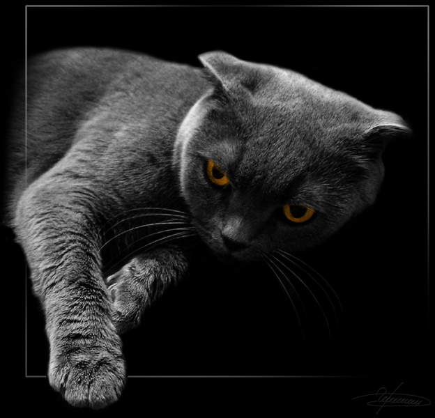 фото "Гла-мууур..." метки: природа, портрет, домашние животные