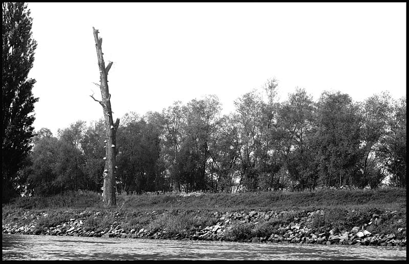 photo "poor tree" tags: landscape, autumn