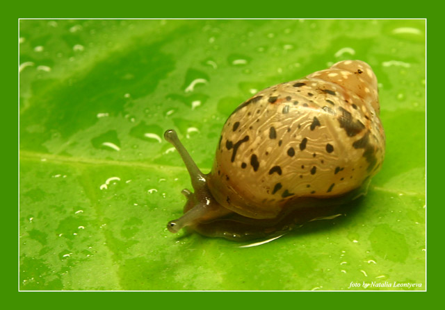 photo "Not so fast :)" tags: macro and close-up, nature, 