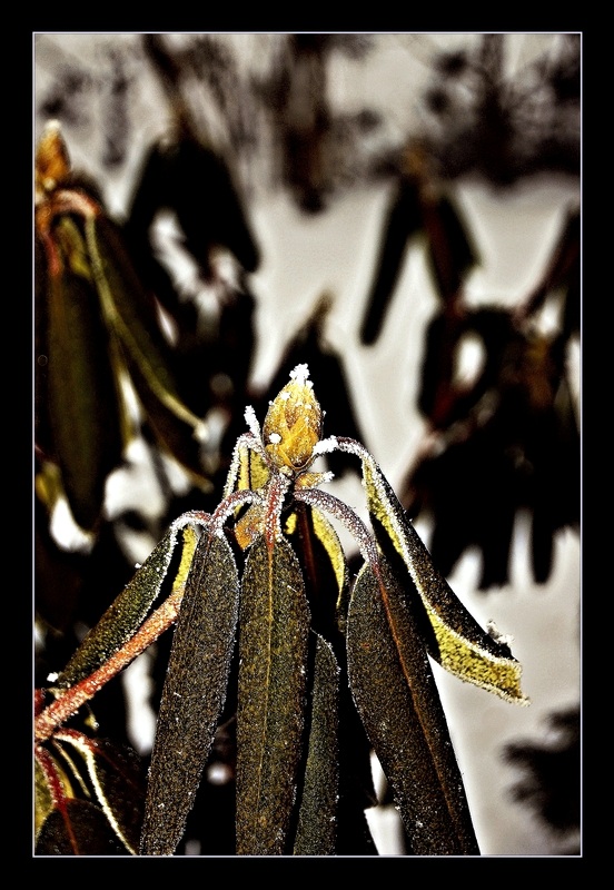 photo "***" tags: macro and close-up, 