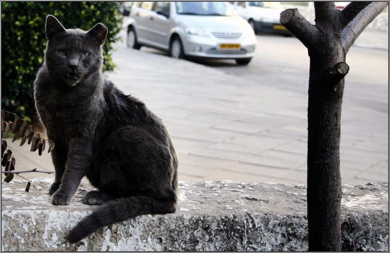 фото "Gansta' puss" метки: природа, жанр, домашние животные