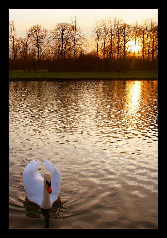 photo "swan(set)" tags: , 