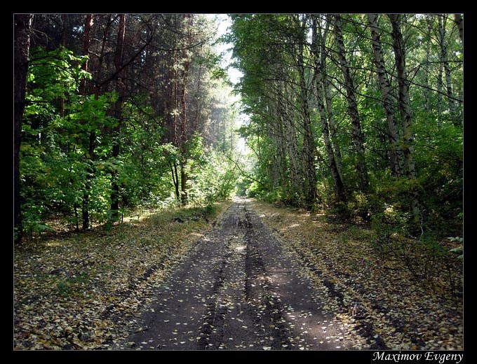 photo "Long Road 2" tags: landscape, forest