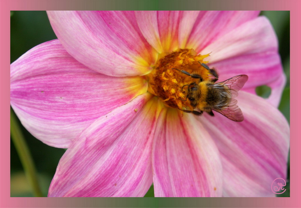 photo "***" tags: nature, flowers, insect
