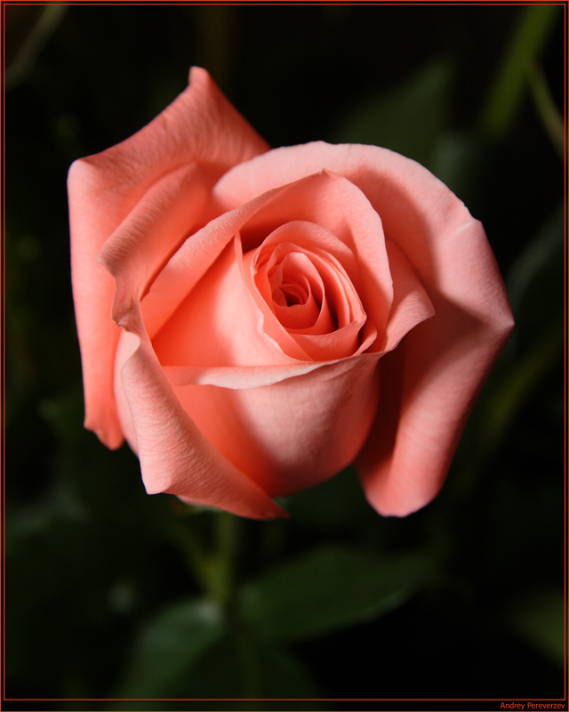 photo "Pink Roses..." tags: nature, macro and close-up, flowers