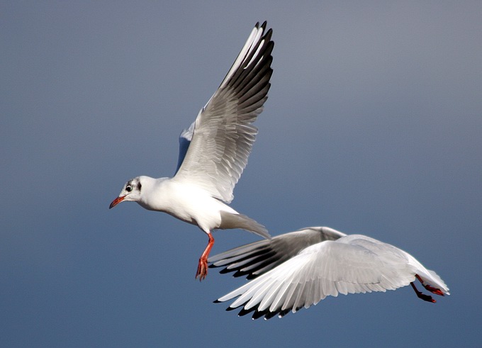 photo "in the flight two seagulls" tags: nature, wild animals