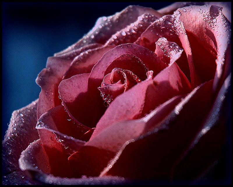 фото "Drops of tenderness" метки: макро и крупный план, 