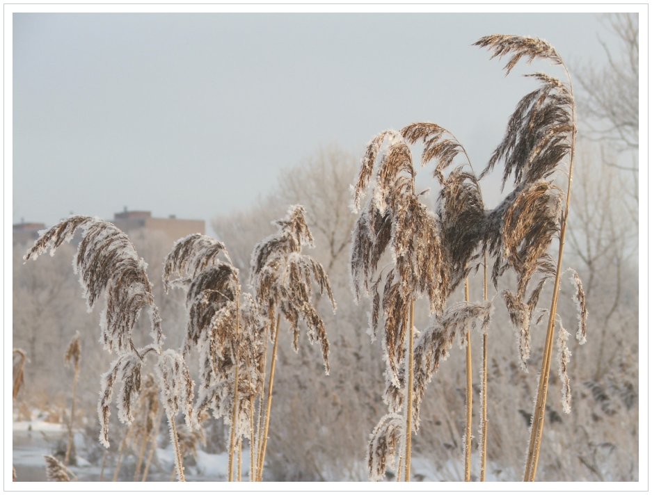 photo "Frozen herbs" tags: landscape, nature, flowers, winter