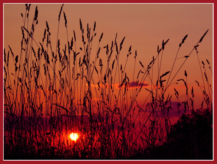 photo "In the grass..." tags: landscape, summer, sunset