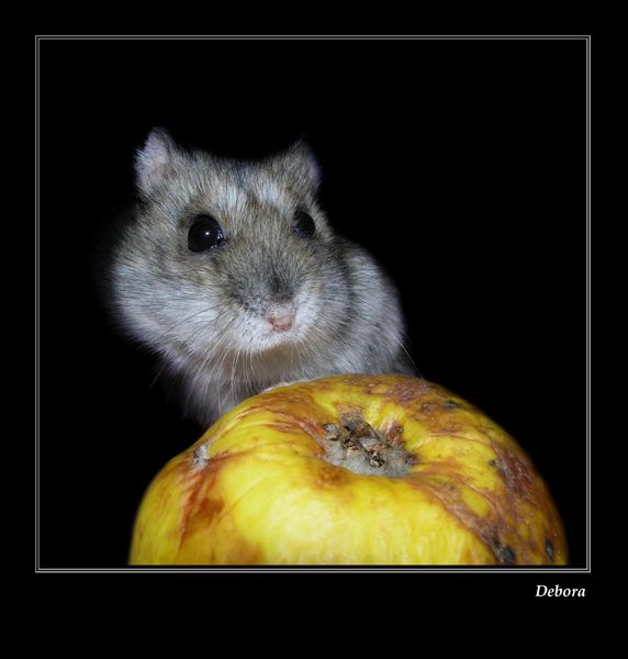 photo "***" tags: nature, pets/farm animals
