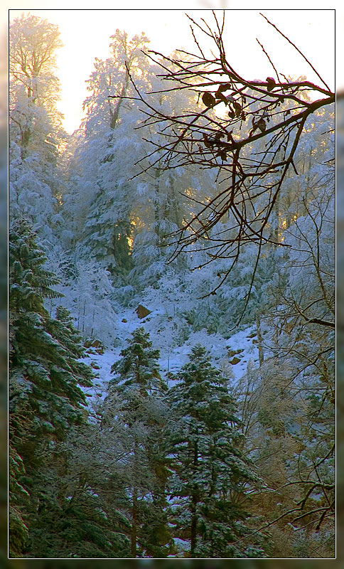 photo "***" tags: landscape, forest, winter