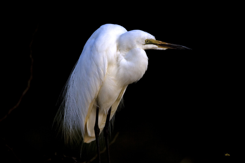 photo "Yellow-billed Egret" tags: travel, nature, Africa, wild animals