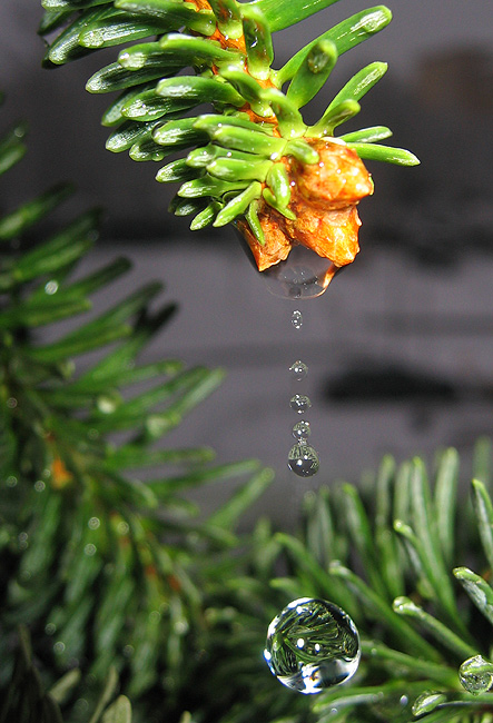 photo "drop" tags: macro and close-up, nature, 