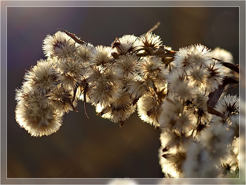 photo "Fluffy" tags: macro and close-up, nature, flowers
