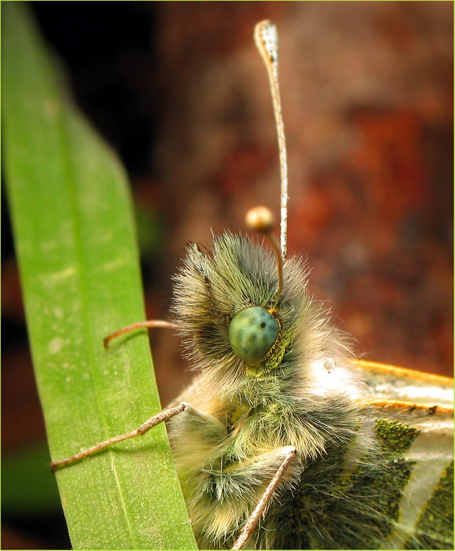 photo "***" tags: macro and close-up, nature, insect