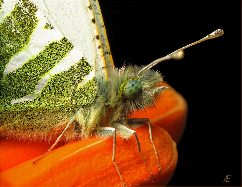 photo "***" tags: nature, macro and close-up, insect
