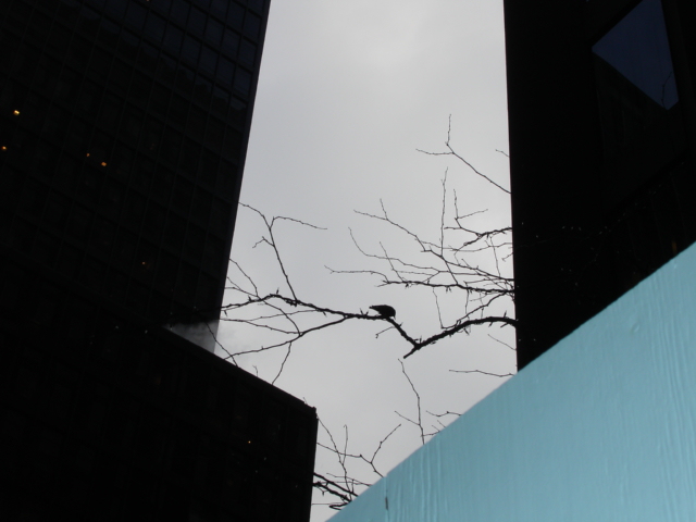 фото "a tree and a little bird in NYc" метки: архитектура, пейзаж, 