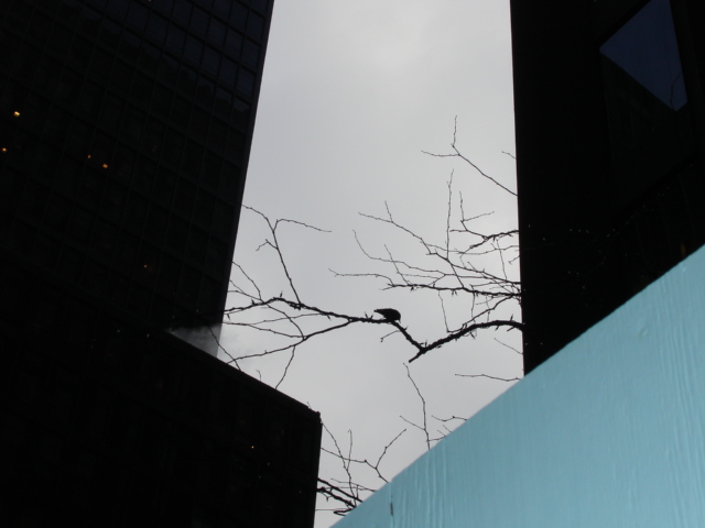 photo "a tree and a little bird in NYc" tags: architecture, landscape, 
