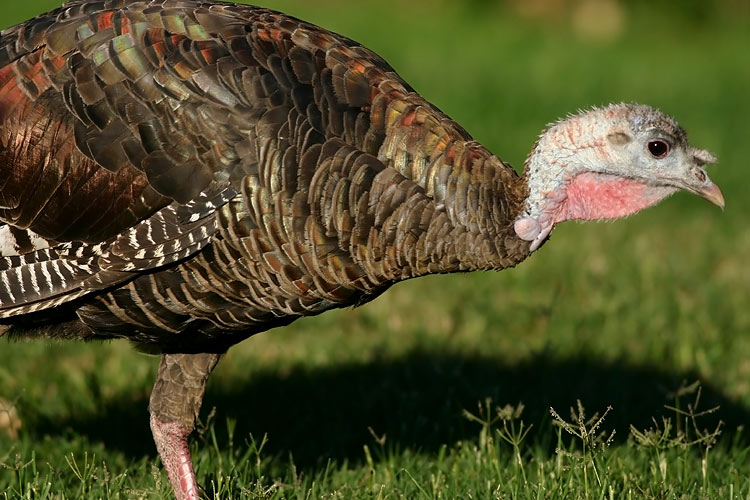 фото "Turkey on the Grass" метки: природа, дикие животные