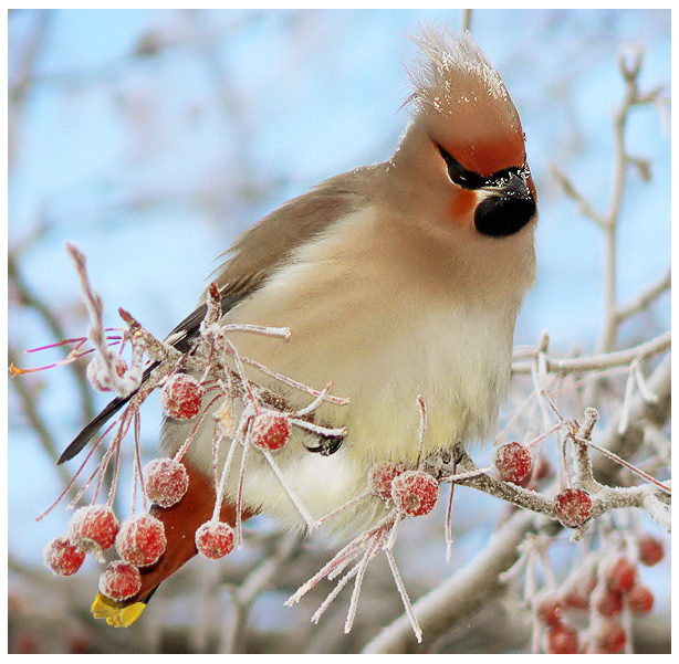 photo "It's cold" tags: nature, wild animals