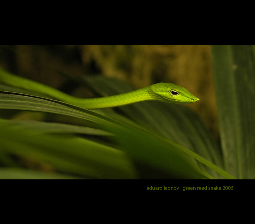 фото "Зелёная тростниковая змея" метки: природа, дикие животные