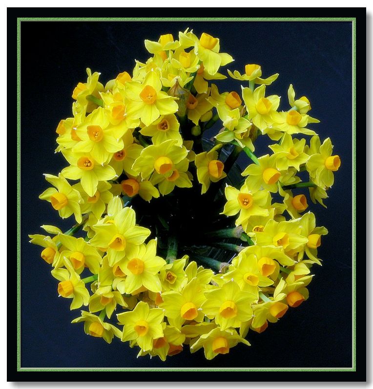 фото "spring wreath" метки: природа, цветы