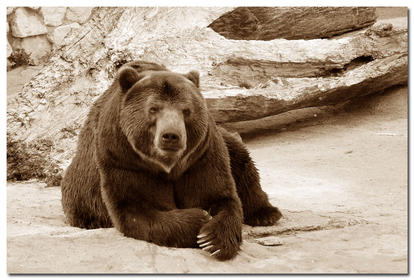 photo "Bear" tags: nature, wild animals