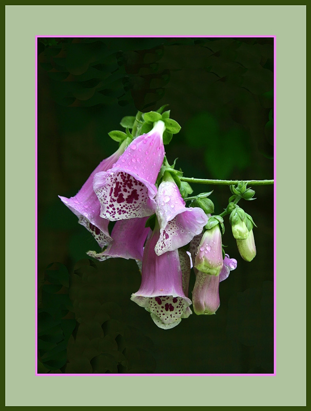 photo "Digitalis Purpurea" tags: nature, flowers