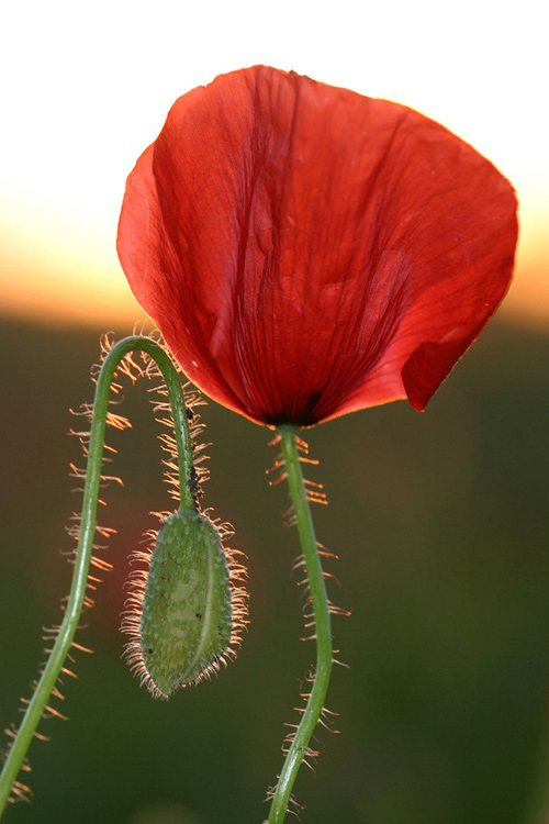 фото "poppy-flower" метки: природа, цветы
