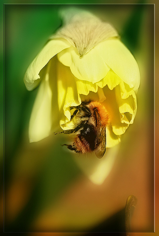 photo "***" tags: nature, macro and close-up, insect