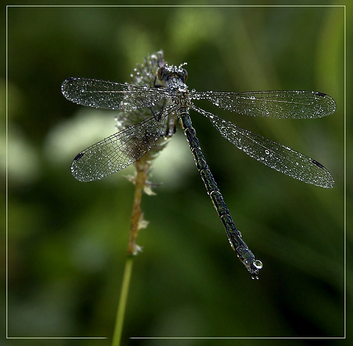 photo "Give a towel!" tags: macro and close-up, 