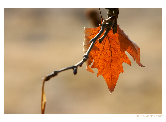 photo "***" tags: macro and close-up, genre, 