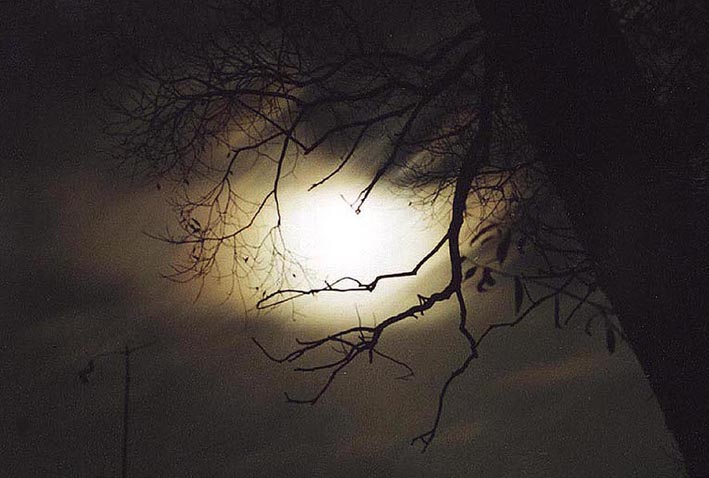 фото "В плену ветвей" метки: пейзаж, ночь