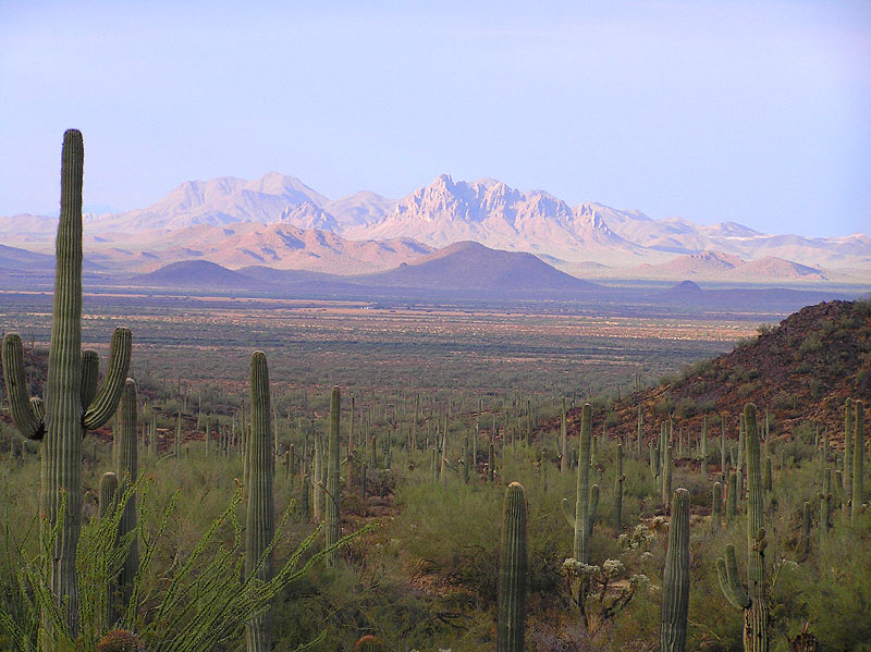 фото "Arizona Cactus Garden" метки: пейзаж, 