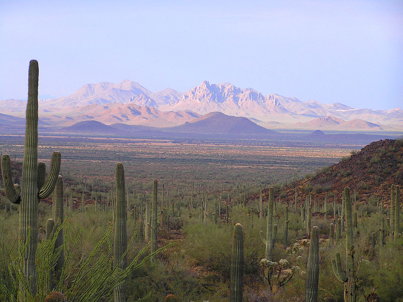 photo "Arizona Cactus Garden" tags: landscape, 