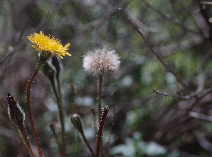 photo "***" tags: landscape, forest