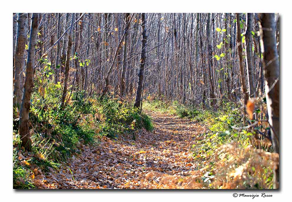 photo "Through the wood," tags: , 