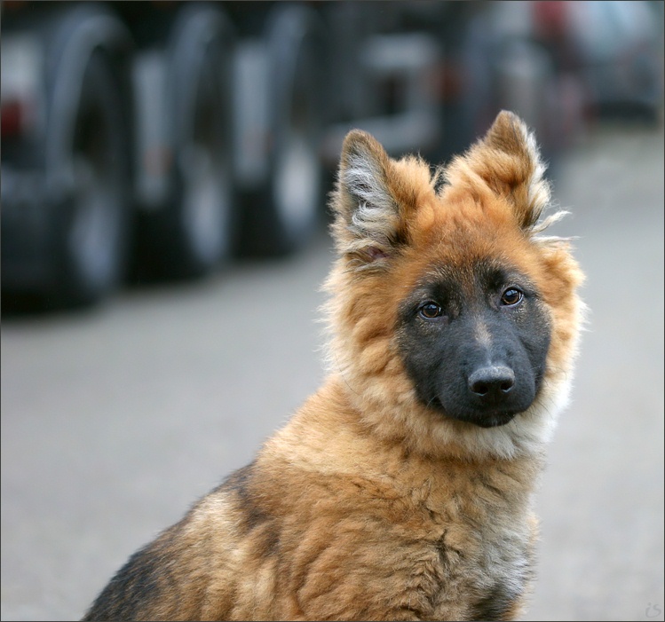 photo "this is not a fox-cub=)" tags: portrait, nature, pets/farm animals