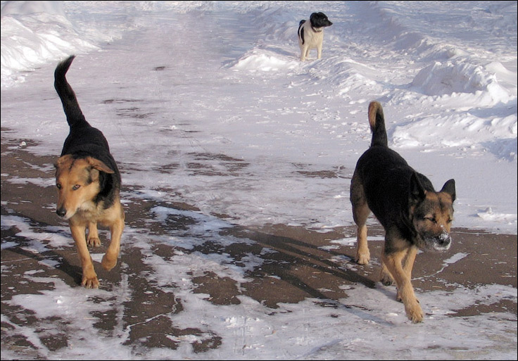 photo "Dogs." tags: PF life, genre, 