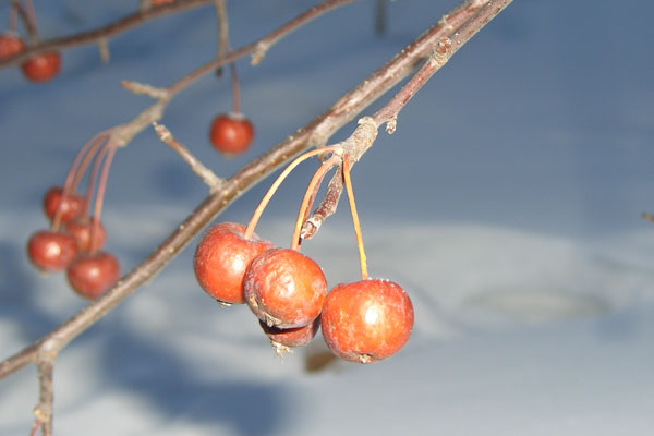 photo "winter apples" tags: nature, flowers