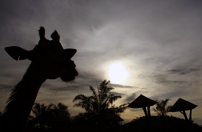 photo "***" tags: travel, nature, Asia, wild animals