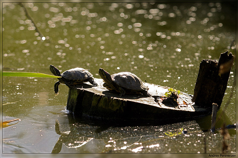 photo "Titanik" tags: landscape, nature, water, wild animals