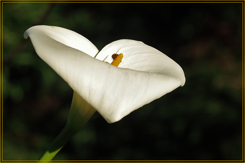 photo "Wasp" tags: nature, flowers