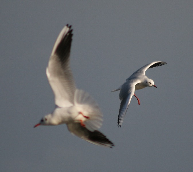 photo "Dancing" tags: nature, wild animals