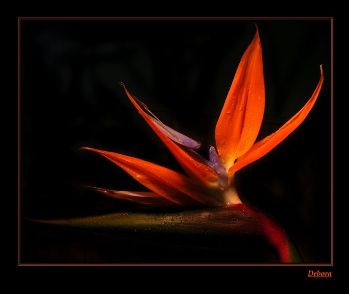 photo "***" tags: nature, flowers