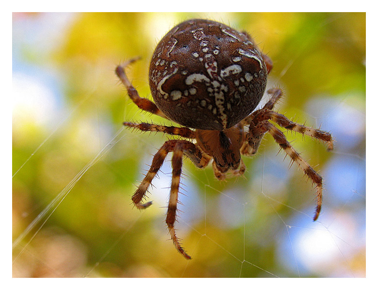 photo "*" tags: macro and close-up, 