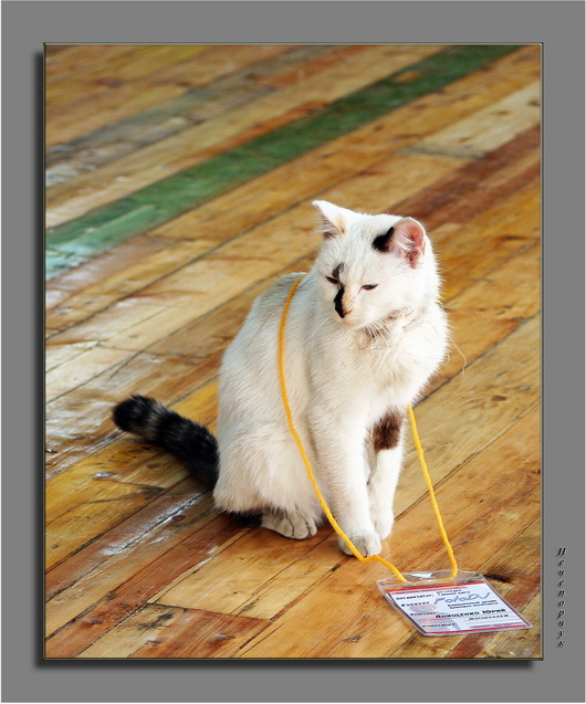 photo "Fluffy "participant" of competition " Photo DJ "" tags: genre, humor, 
